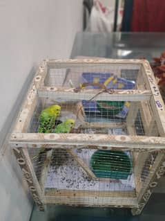 three Australian parrots + cage