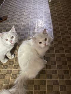 Persian cat for sale