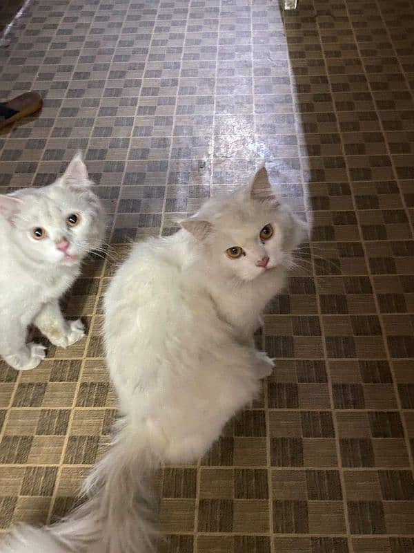 Persian cat for sale 0