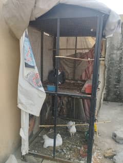 pigeon with cage for sale.