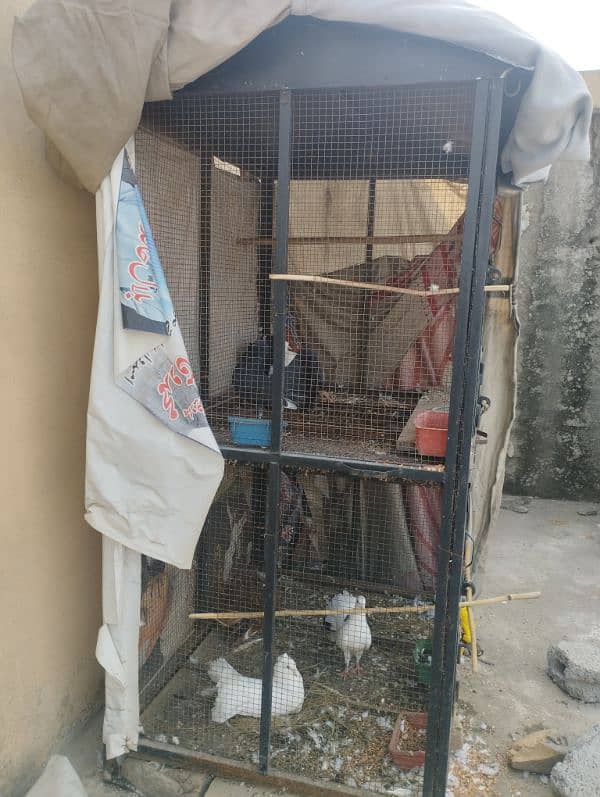 pigeon with cage for sale. 0