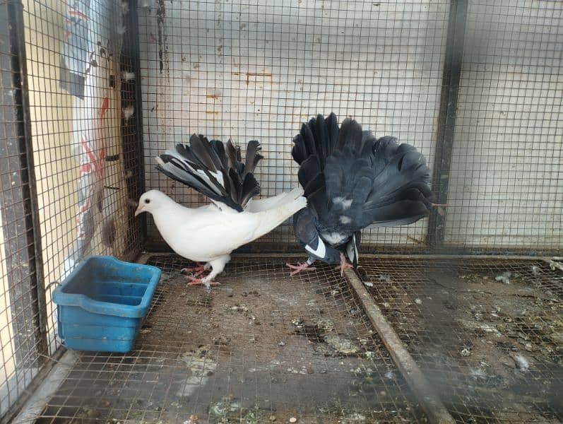 pigeon with cage for sale. 1