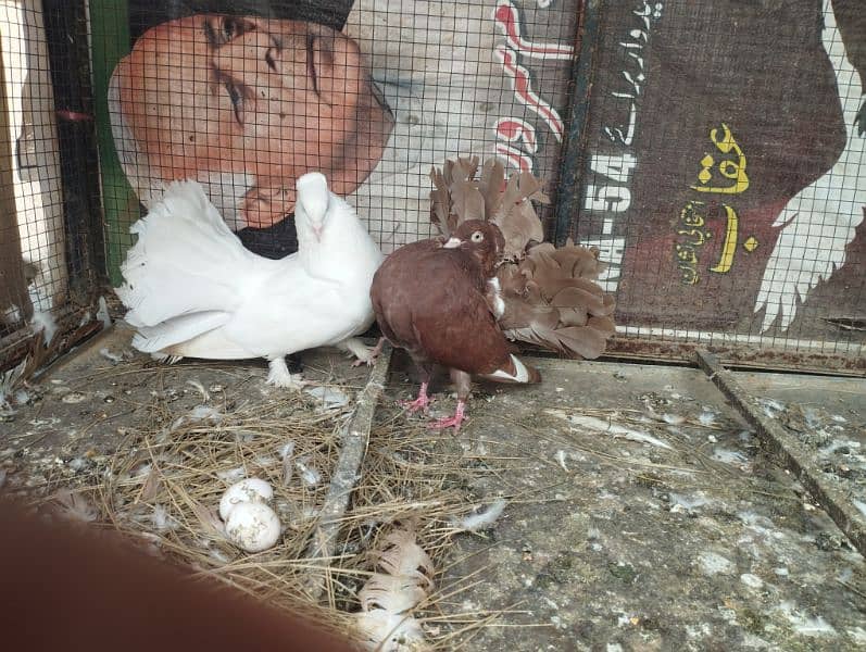 pigeon with cage for sale. 3