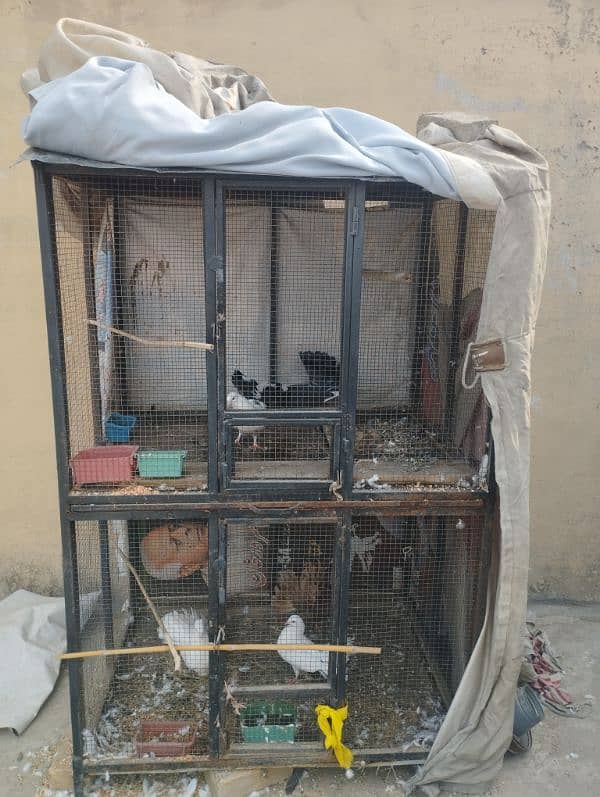 pigeon with cage for sale. 4