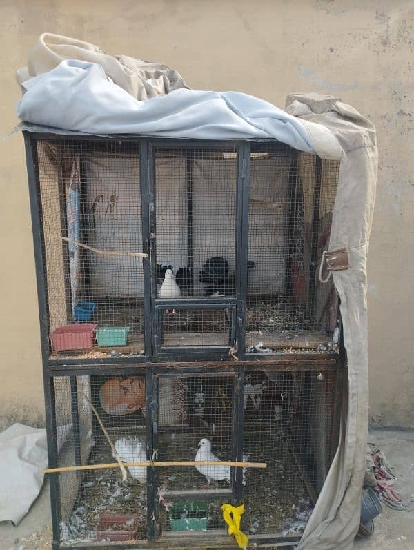 pigeon with cage for sale. 5