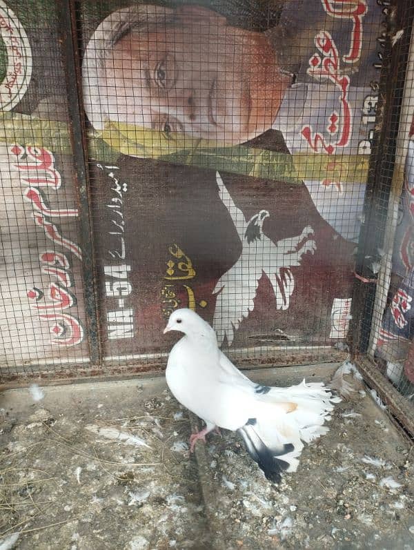 pigeon with cage for sale. 6