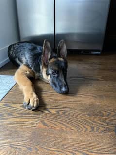 German shepherds male and female pair sale male thirple long got