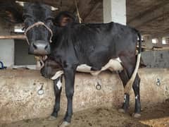 cow with female calf 5 month 9kg milk