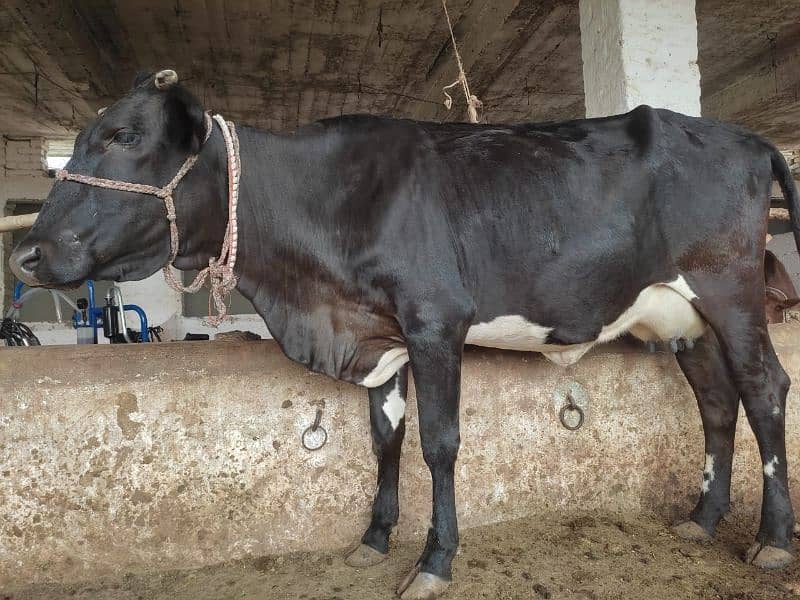 cow with female calf 5 month 9kg milk 1