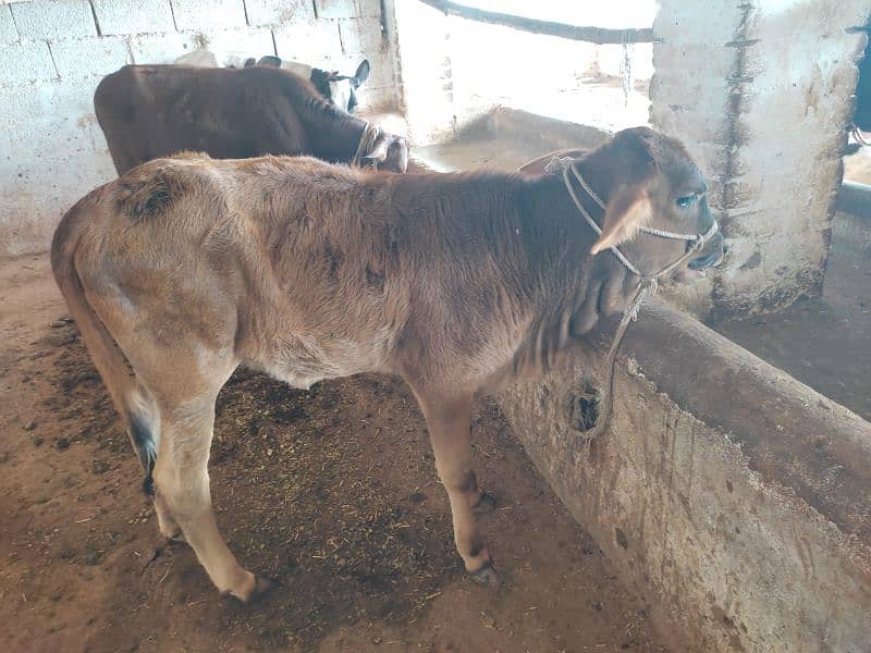 cow with female calf 5 month 9kg milk 2