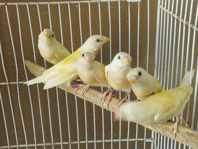 Lady Goldian chicks , Euro, Fawn Java chicks, Silver Java, Banglese 0