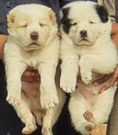 king alabai dabal hadi full security dogs for sale