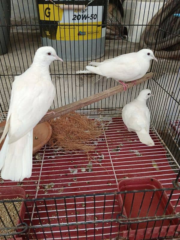 Beautiful Doves with cage 0