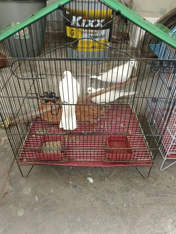 Beautiful Doves with cage 1