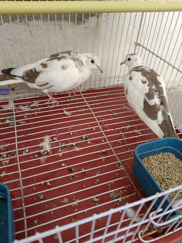 Beautiful Doves with cage 2