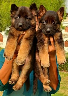 German shepherd long coat pair havey bone stautuar for sale