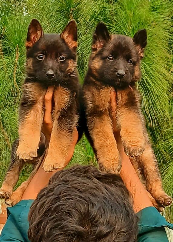 German shepherd long coat pair havey bone stautuar for sale 1