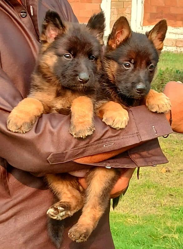 German shepherd long coat pair havey bone stautuar for sale 2