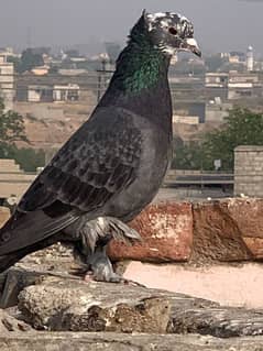 pigeon