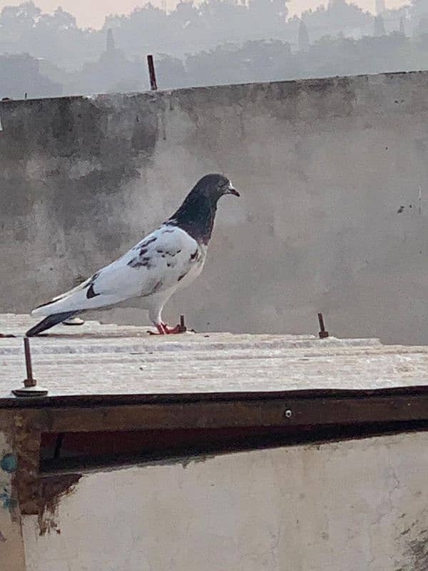 pigeon for sale 1