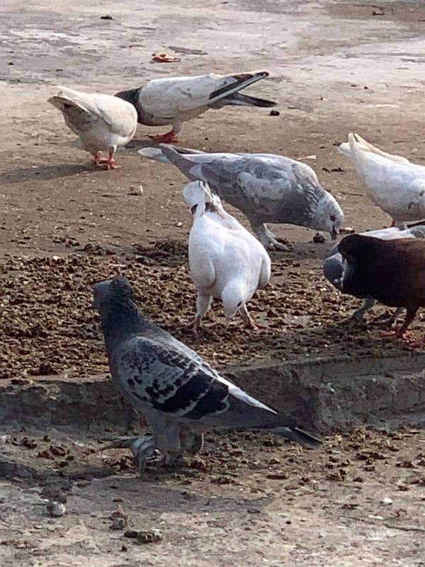 pigeon for sale 2