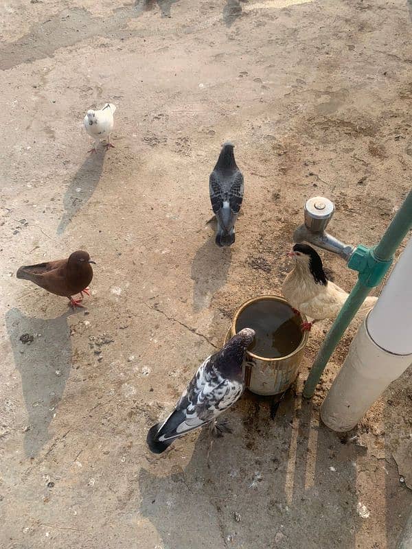 pigeon for sale 3