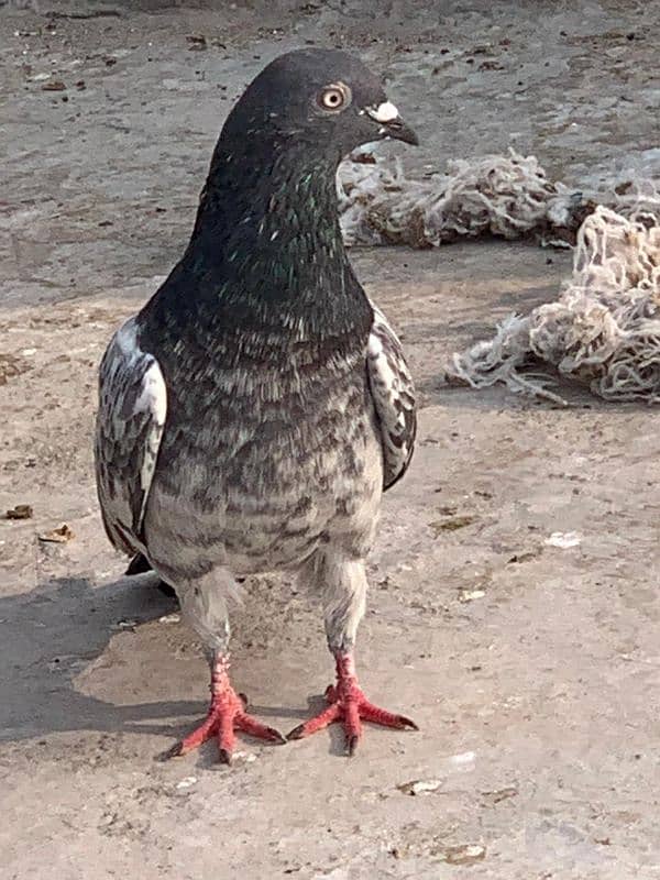 pigeon for sale 4