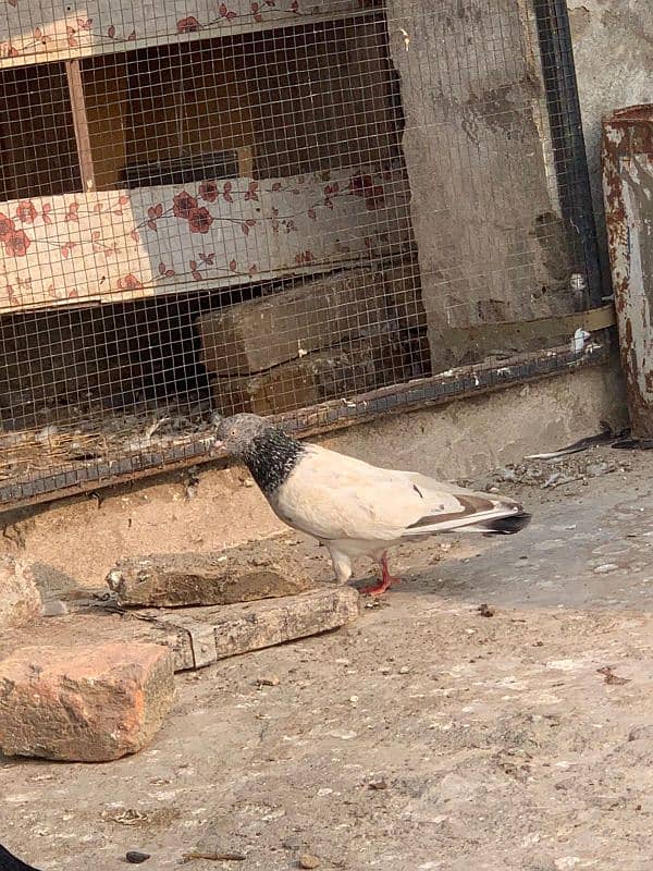 pigeon for sale 7