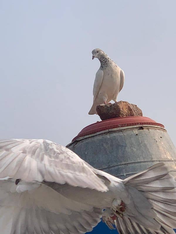 pigeon for sale 8