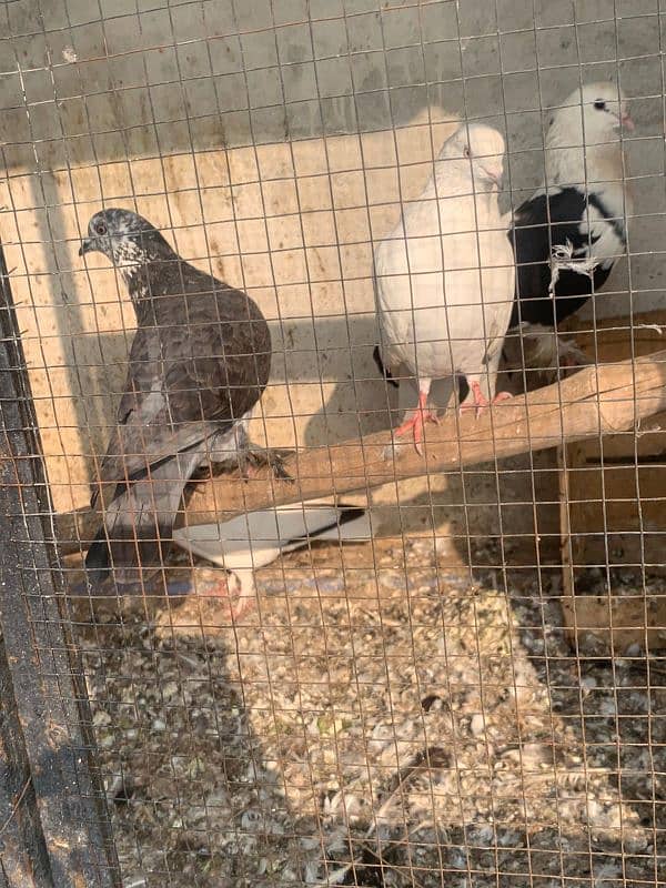 pigeon for sale 9