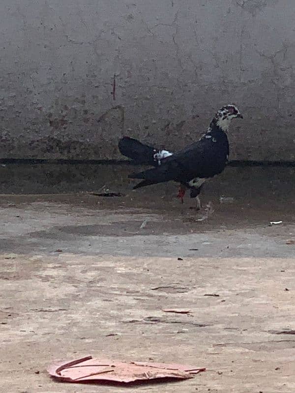 pigeon for sale 11