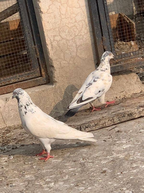 pigeon for sale 16