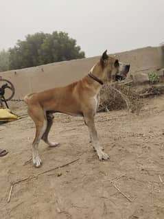 Bull Dog male available for sale