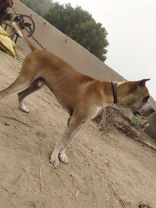 Bull Dog male available for sale 4