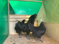 ayam cemani