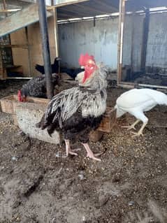 ayam cemani for sale good and healthy 03222507767