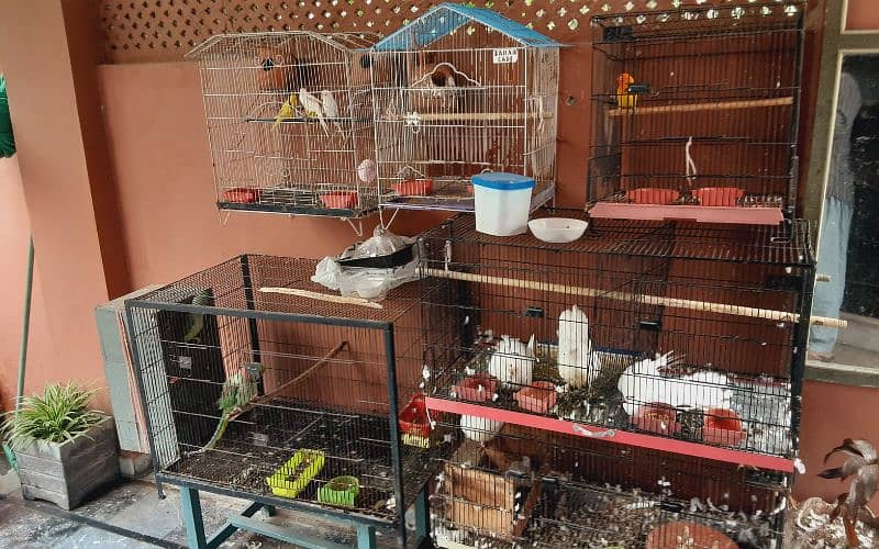 TALKING RAW PARROT PAIR + PIGEONS PAIRS BIRDS FOR SALE 3