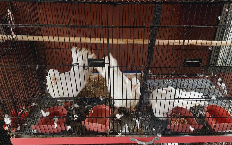 TALKING RAW PARROT PAIR + PIGEONS PAIRS BIRDS FOR SALE 4