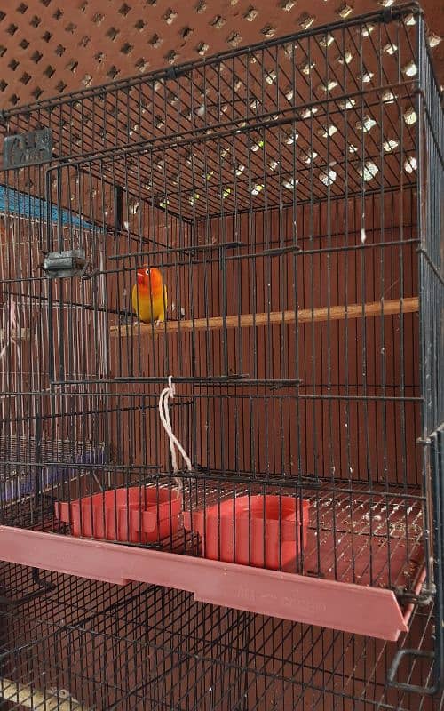 TALKING RAW PARROT PAIR + PIGEONS PAIRS BIRDS FOR SALE 5