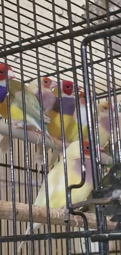 gouldian finch pair