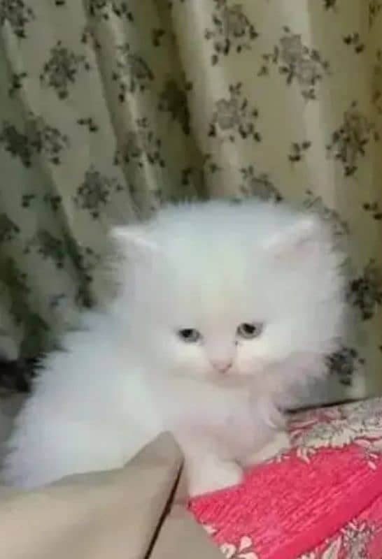 PERSIAN CATS 0