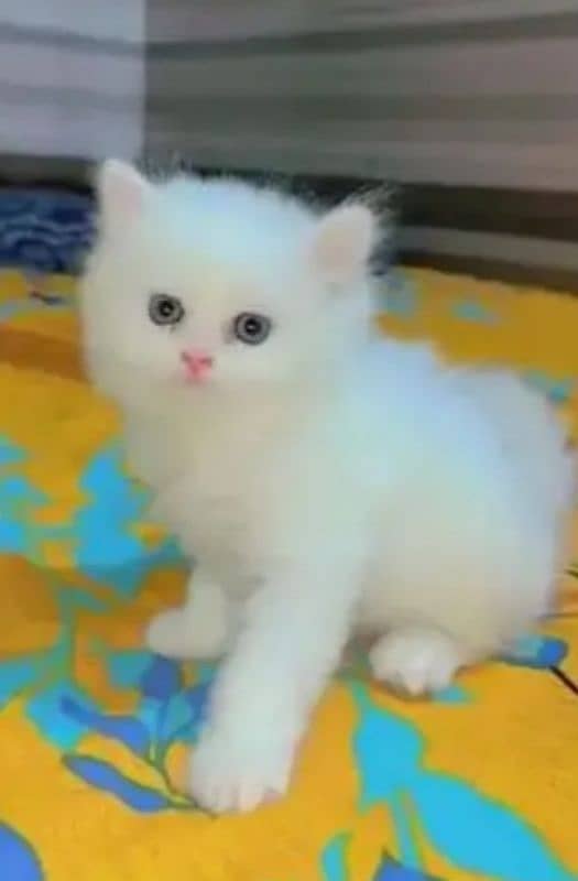 PERSIAN CATS 2