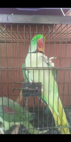 TALKING RAW PARROT PAIR + PIGEONS PAIRS BIRDS FOR SALE