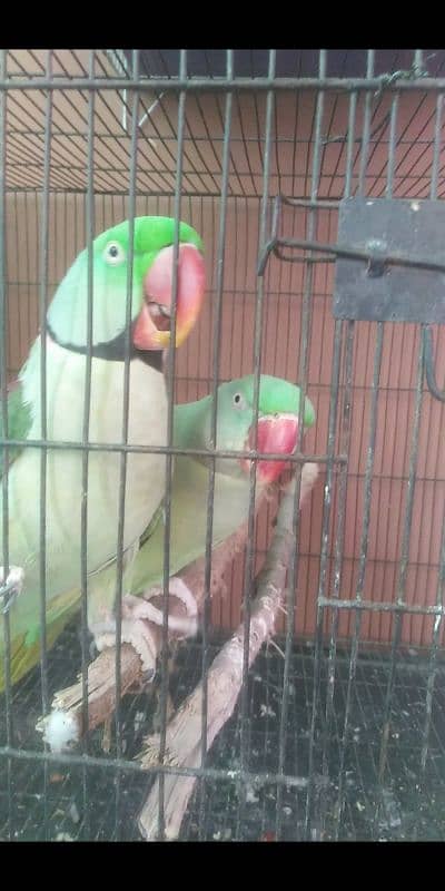 TALKING RAW PARROT PAIR + PIGEONS PAIRS BIRDS FOR SALE 1