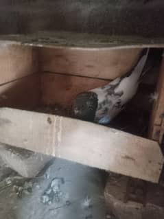 pigeons for sale active