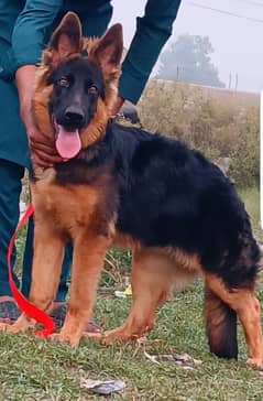 German shepherd long coat female havey bone stactuar for sale