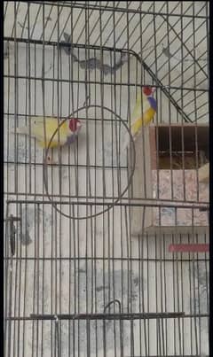 2 male 10000 lutino goldian male per 5000 serious buyer contact me