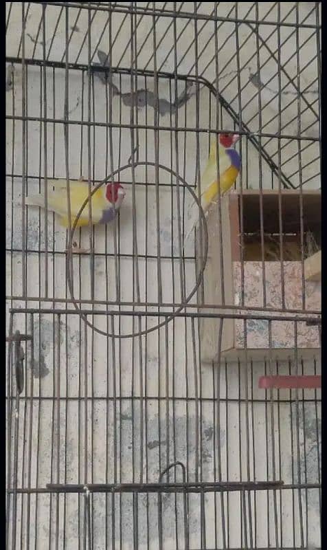 2 male 10000 lutino goldian male per 5000 serious buyer contact me 0