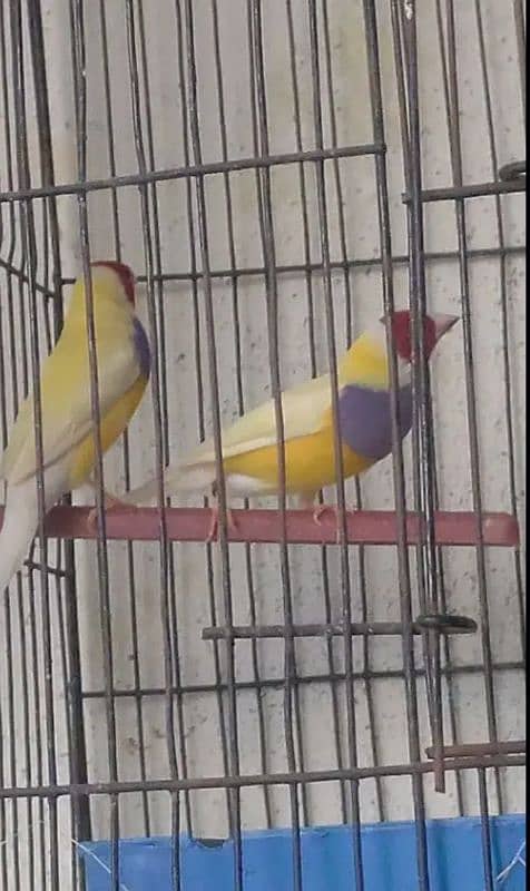 2 male 10000 lutino goldian male per 5000 serious buyer contact me 2