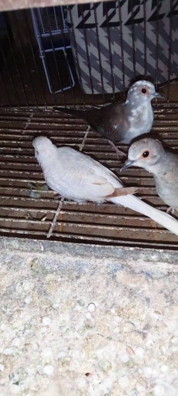 Blue Pied Dove, Opal Pied & Diamond Pied Chicks In Resonable Price 0